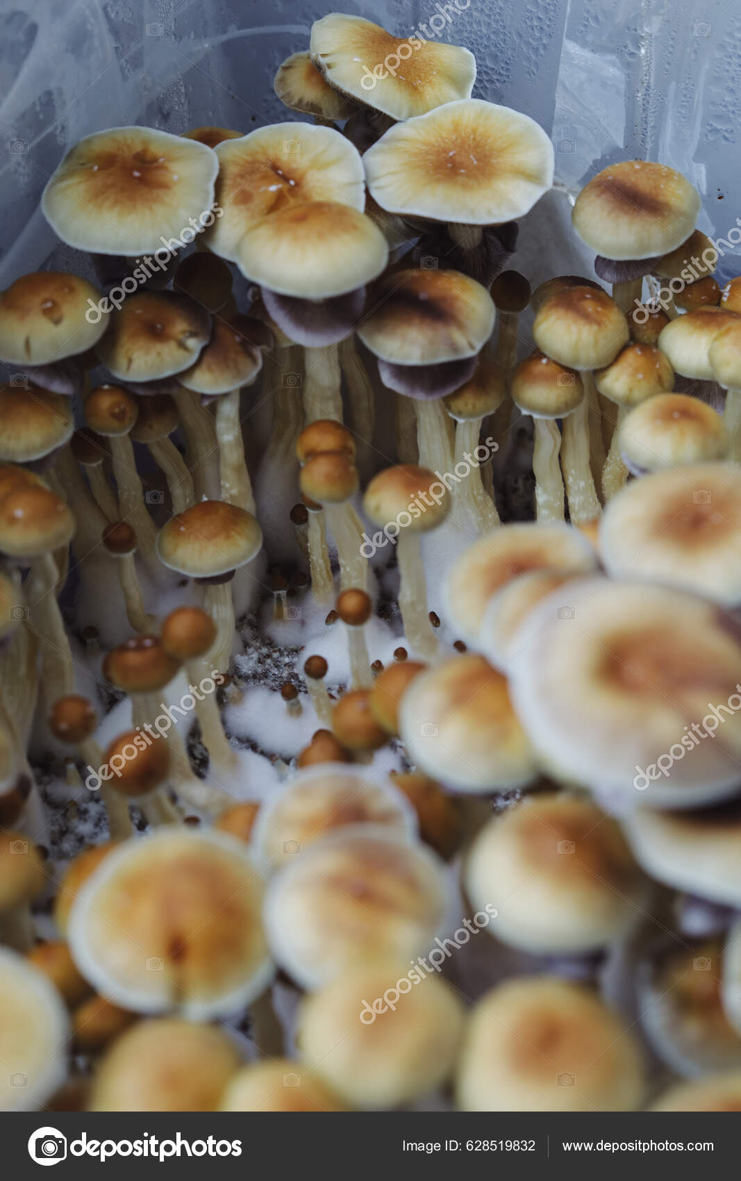 Microcultivo Hongos Psilocybe Cubensis Micelio Psilocibina Hongos