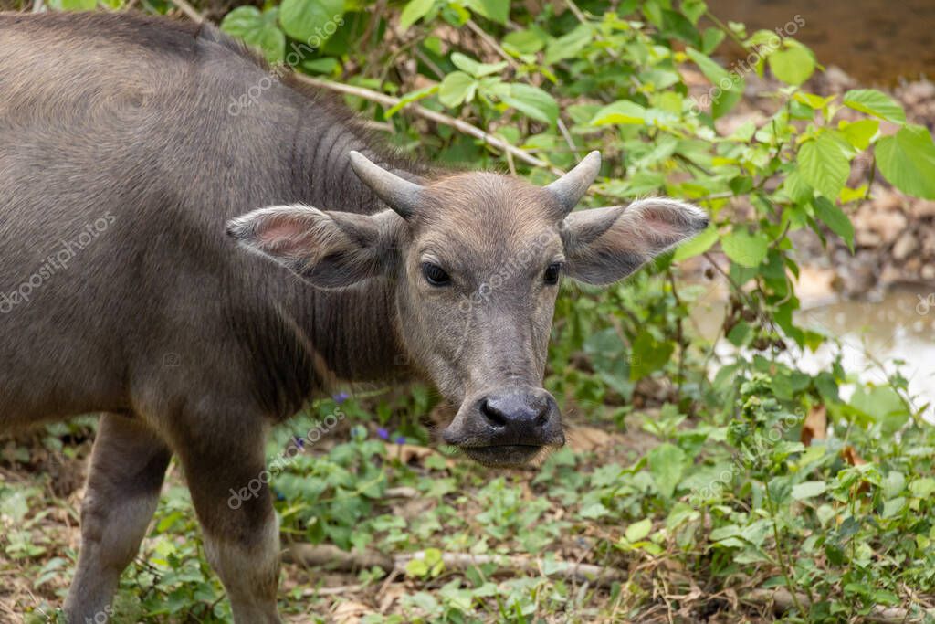 Primer Plano De Una Madre Carabao Bubalus Bubalis Una Especie De