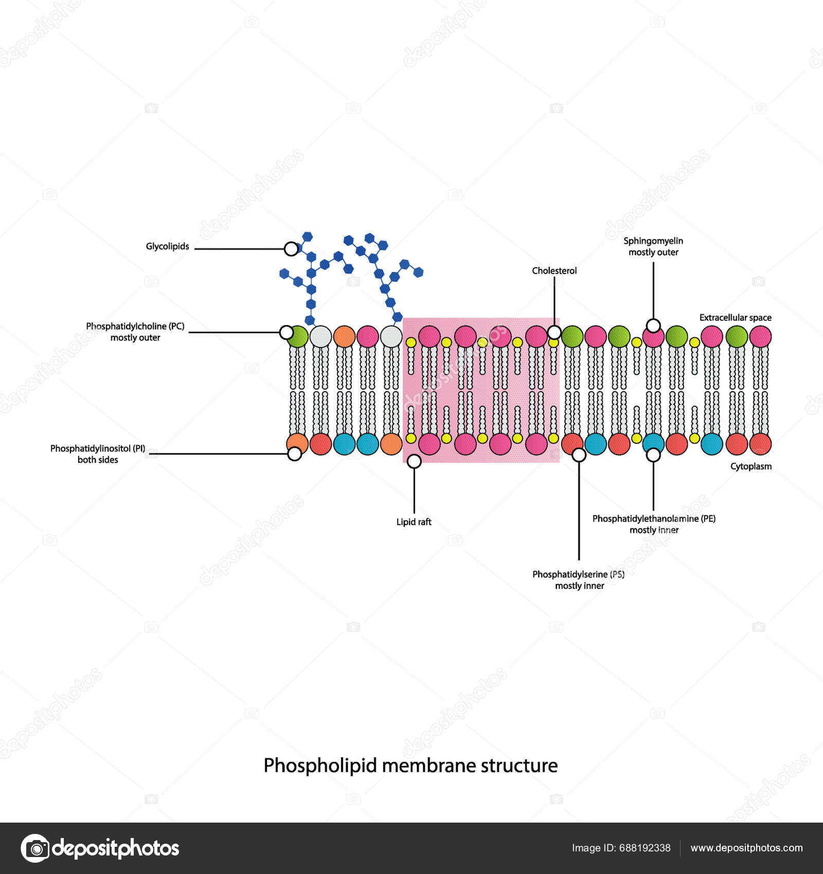 Diagrams Showing Schematic Structure Cytoplasmatic Membrane Including