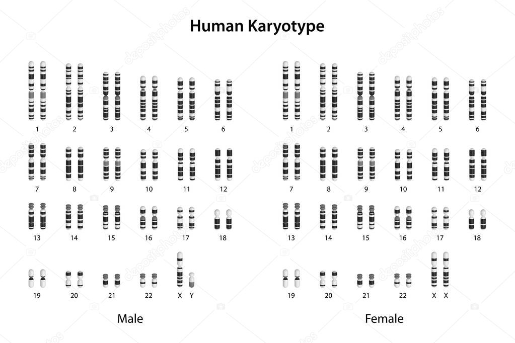 Cariotipo Humano Masculino Y Femenino 2023