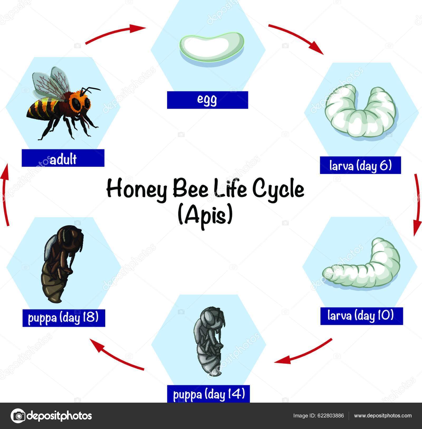 Ciclo Vida Las Abejas vector gráfico vectorial YAY Images imagen