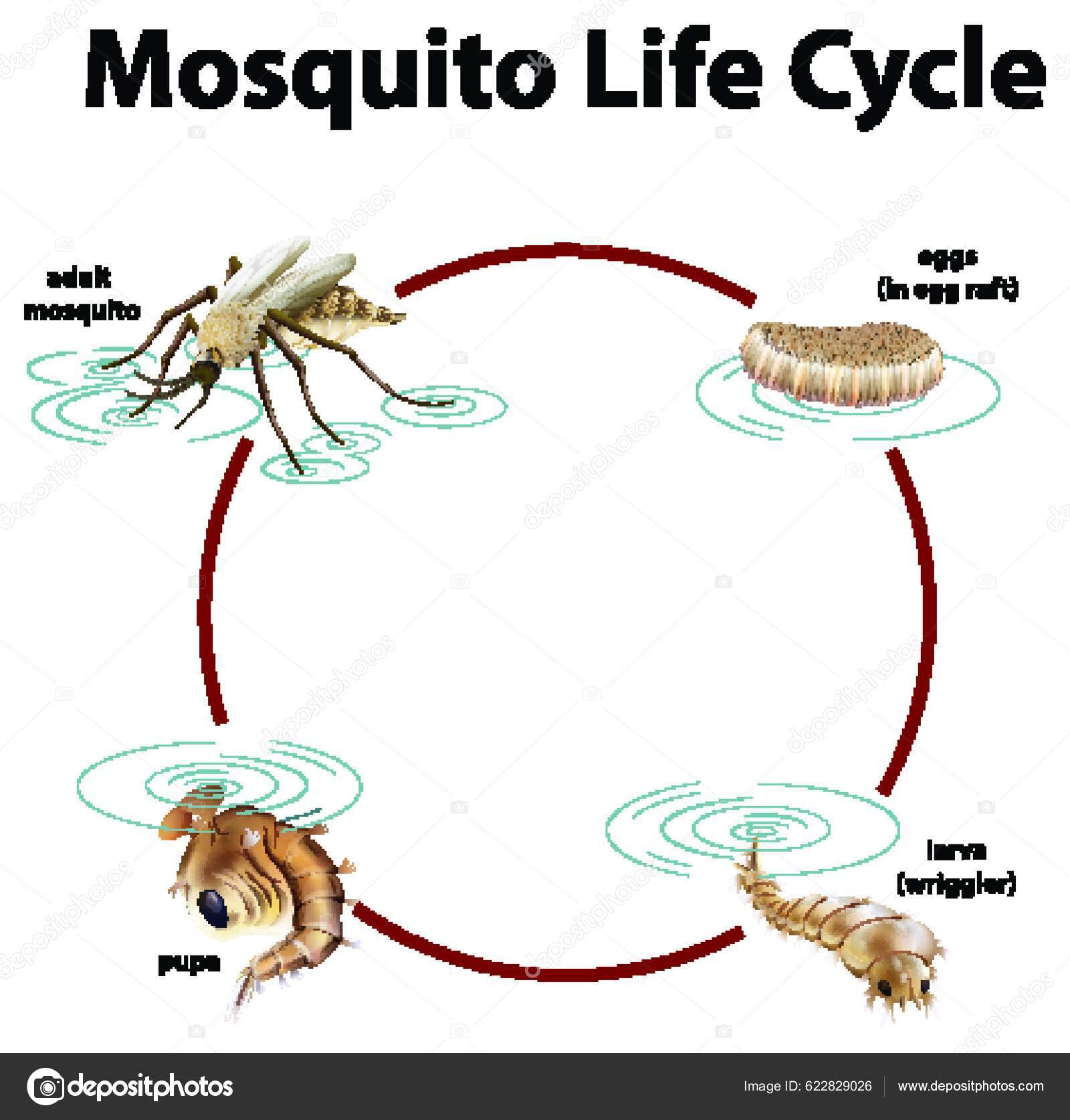 Diagrama Que Muestra Ciclo Vida Del Mosquito Stock Vector By YAY