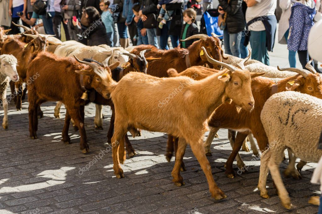 La Tradicional Fiesta Trashumancia Que Se Celebra En Las Calles De