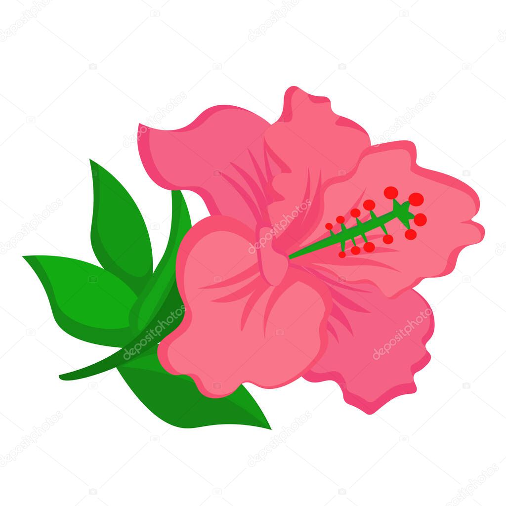 Lindo Rosa Flor Hibiscus Naturaleza Dibujos Animados Ilustraci N Vector