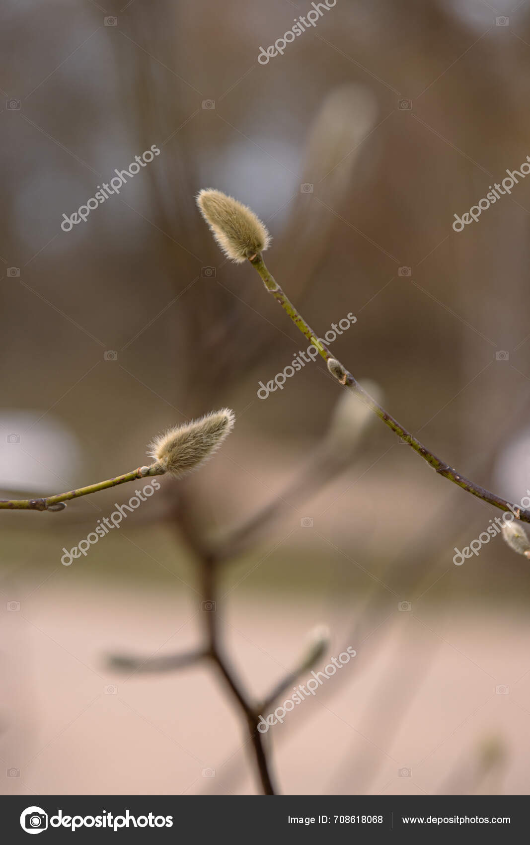 Pussy Willow Branch Close Natural Spring Background Pussy Willow Branch