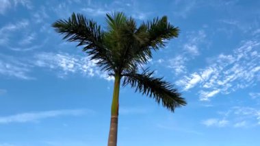 Mavi gökyüzüne karşı palmiye ağaçları, tropik kıyılarda palmiye ağaçları, hindistan cevizi ağacı, yaz ağacı..