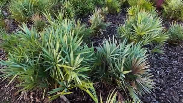 ユッカ植物の緑の葉 ユッカ グロリオサ — ストック動画