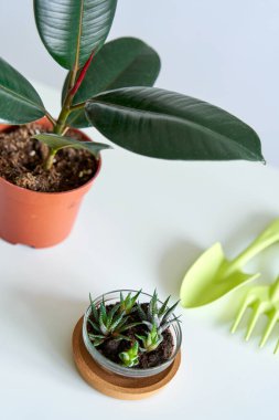 Çiçekleri yeni bir çömleğe nakletmek için ev işleri..