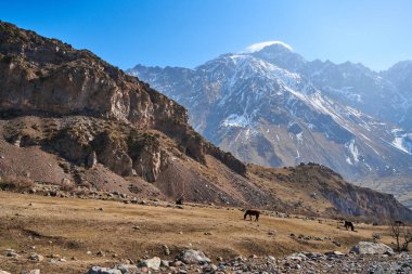 Ekibi olmayan bir at, karlı dağların eteğindeki bir çayırda yürüyor. Baharın erken saatlerinde at dağlarda otlar..