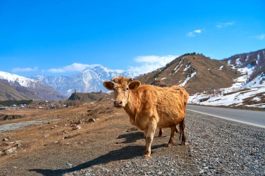 Georgia dağlarındaki inekler. Hayvanlar yol boyunca otlar. Arka planda inanılmaz bir dağ manzarası.