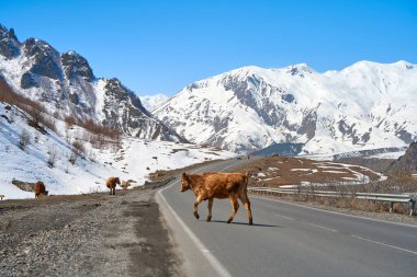 Georgia dağlarındaki inekler. Hayvanlar yol boyunca otlar. Arka planda inanılmaz bir dağ manzarası.