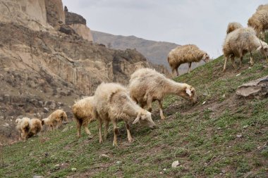 Bir koyun sürüsü dağlardaki bir çayırda otluyor..