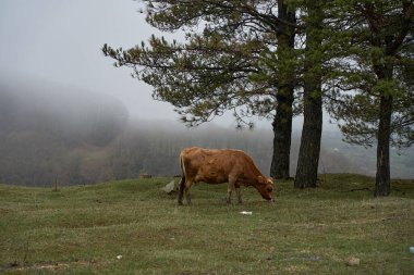 Şiddetli sis havasında bir inek dağ çimlerinde yürür..