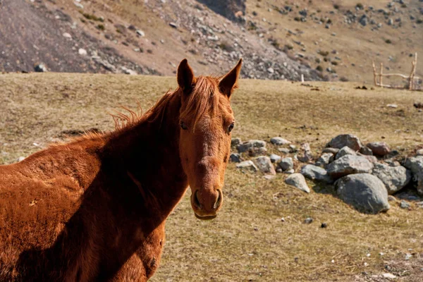 Een Paard Zonder Team Loopt Een Weiland Aan Voet Van — Stockfoto