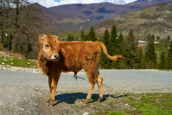 Krowa Wypasa Się Łące Górach Doskonała Ekologia Dla Krów Hodowlanych — Zdjęcie stockowe