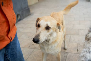 Sokak köpekleri sokaktaki insanlardan ilgi istiyor..