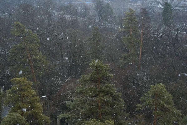 Śnieg Górskim Lesie Zła Pogoda Górach Płatki Śniegu Tle Lasu — Zdjęcie stockowe