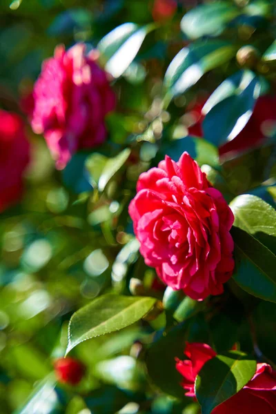 Kvetoucí Červené Růže Květiny Městském Parku — Stock fotografie