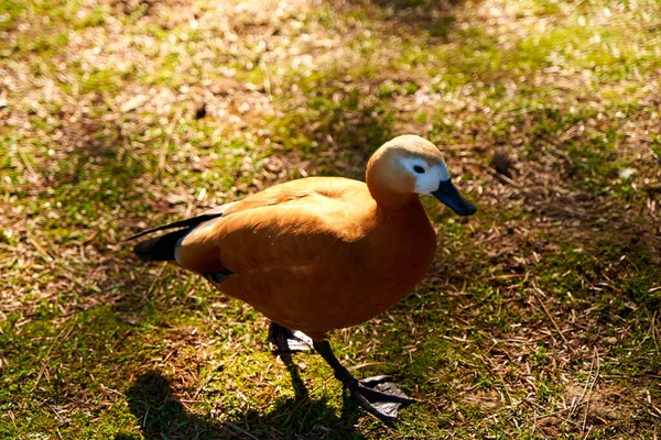 Ördek Yiyecek Aramak Için Şehir Parkında Yürüyor — Stok fotoğraf