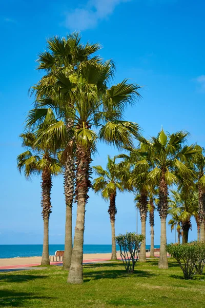 Rows Palm Trees Well Groomed Modern Waterfront Resort Town — Stock Photo, Image