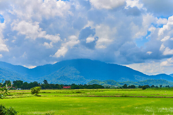 Amazing Asian nature landscape. Huge green rice field with mountains on background.