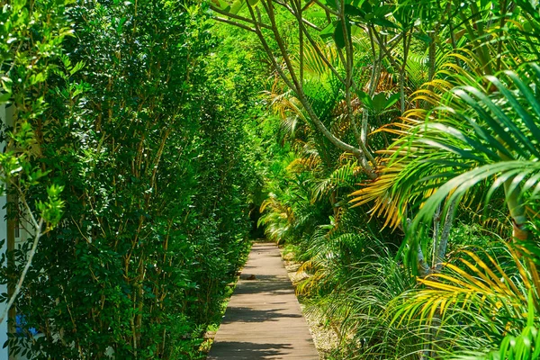 Spazierweg Park Durch Dichtes Unterholz Grüner Pflanzen — Stockfoto