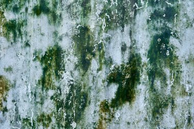 Yeşil küf lekeli beton duvar dokusu.