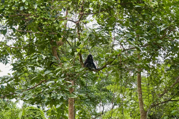 Macaco Selvagem Raça Langur Galho Árvore Selva Densa Habitat Natural — Fotografia de Stock
