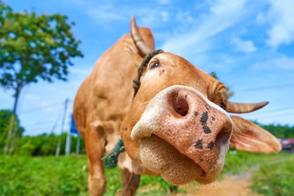 Zbliżenie Portret Ciekawej Krowy Pasącej Się Poboczu Drogi — Zdjęcie stockowe
