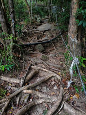 Ormandaki güçlü ağaçlar. Büyük güçlü kökler.