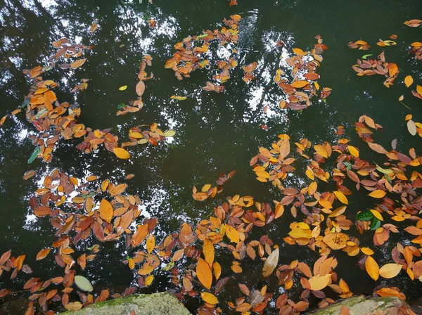 Orman Gölünde Düşen Sarı Yapraklar — Stok fotoğraf