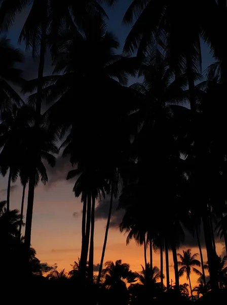 Tropikalna Wyspa Palmy Tle Zachodzącego Słońca — Zdjęcie stockowe