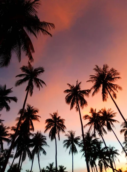 stock image Silhouettes of palm trees against the background of the colorful sunset sky. Tropical plot.