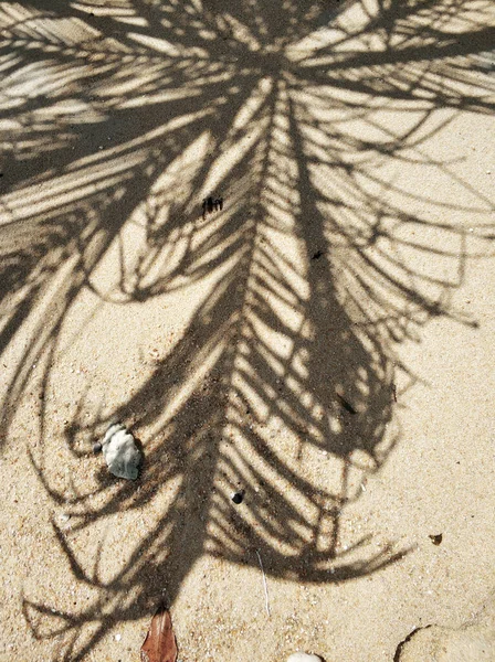 Egy Pálmafa Árnyéka Tengerparton Kagylóval — Stock Fotó
