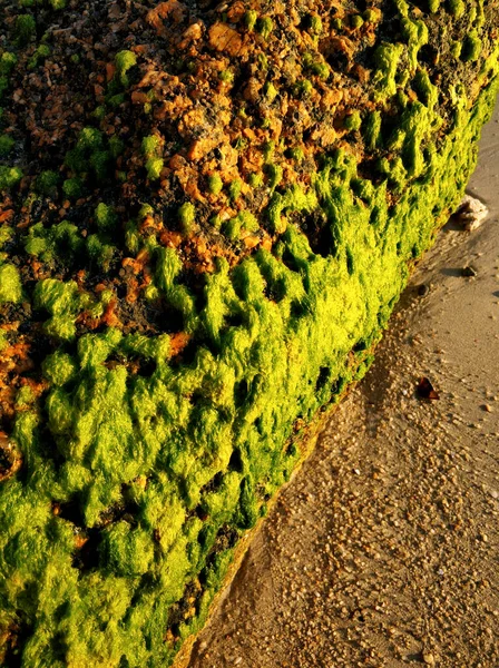 Grandes Pedras Cobertas Algas Verdes Uma Praia Areia Perto Oceano — Fotografia de Stock