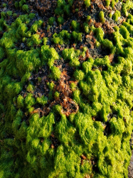 Okyanus Yakınlarındaki Kumlu Bir Sahilde Yeşil Yosunlarla Kaplanmış Büyük Taşlar — Stok fotoğraf