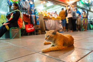 Sokak pazarında yaşayan başıboş bir kedi..