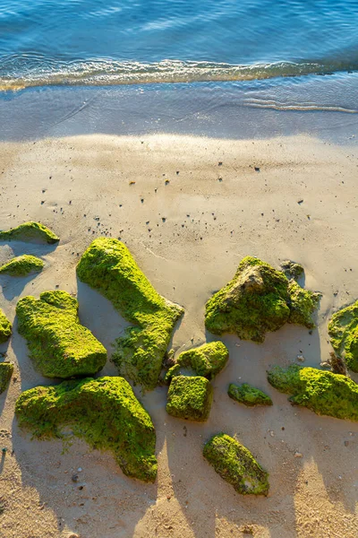 Nagy Kövek Zöld Algákkal Benőve Egy Homokos Tengerparton Közel Óceánhoz — Stock Fotó