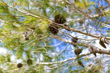 Gökyüzüne karşı bir ağaç dalında çam kozalakları, güneşli kış günü.