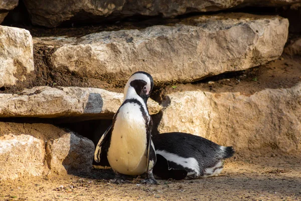 Penguin Zoo Warm Climate — Foto Stock