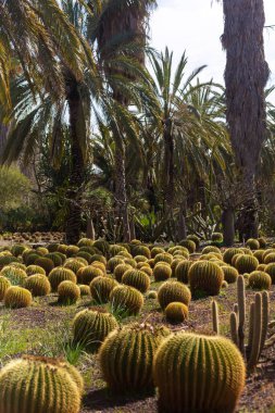 Cactus Valley. Cactus park. Green prickly plants.