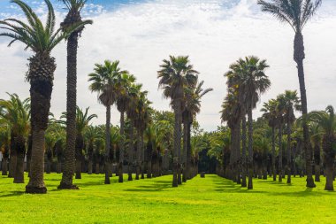 Smooth rows of palm trees growing in the city recreation park.