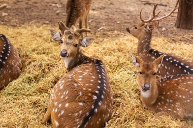 Hayvanat bahçesinde güvenle dinlenen benekli bir geyik sürüsü.