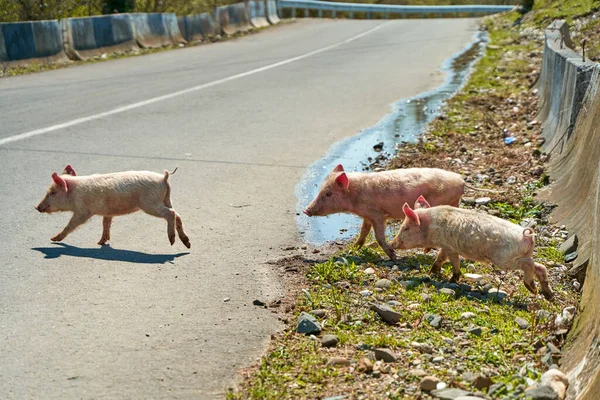 Life Family Pigs Village Breeding Pigs — Zdjęcie stockowe