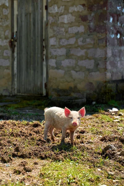 Life Family Pigs Village Breeding Pigs — Zdjęcie stockowe