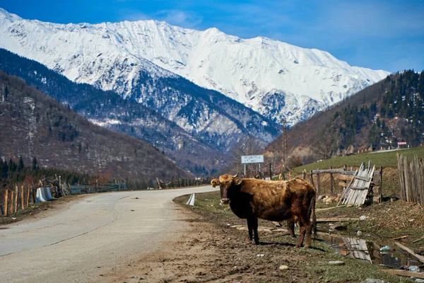 A cow walks along the highway with a landscape view of snow-capped mountain tops.