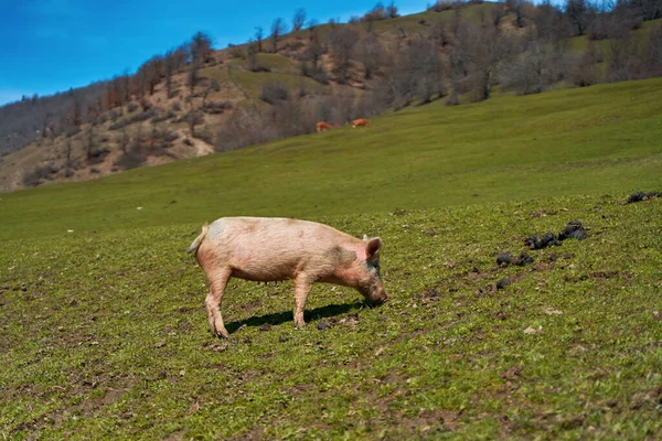 Pig Walks Green Lawn Farm Mountains — Zdjęcie stockowe