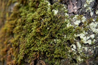 Close-up of details of moss growing on a rock in the mountains.