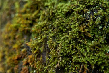 Close-up of details of moss growing on a rock in the mountains.