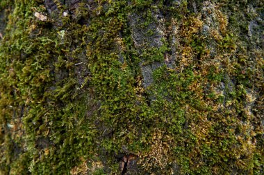 Close-up of details of moss growing on a rock in the mountains.
